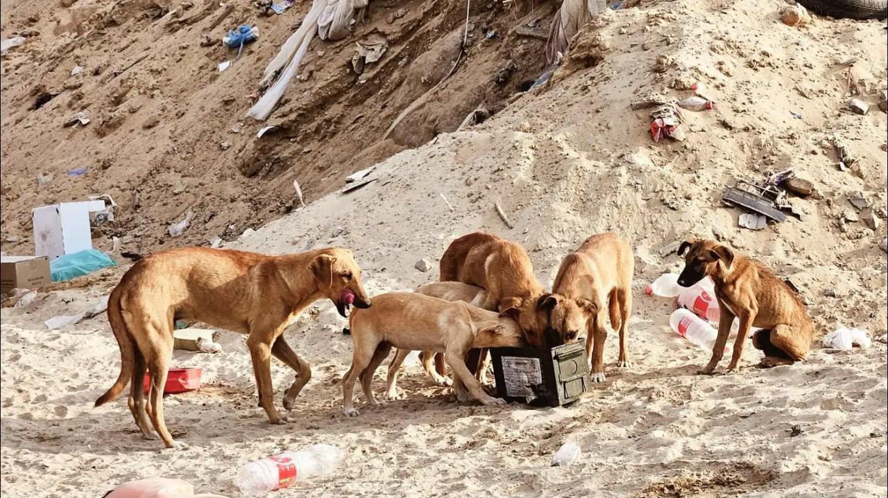 Dokter Gaza: Anjing Memakan Jasad Warga di Jalanan