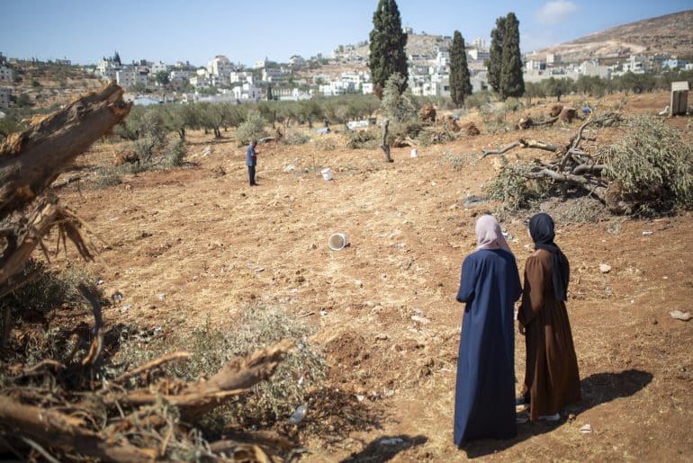 Tanpa Zaitun, Tak Ada Harapan: Israel Hancurkan 10.000 Pohon Zaitun di Desa Palestina Tepi Barat