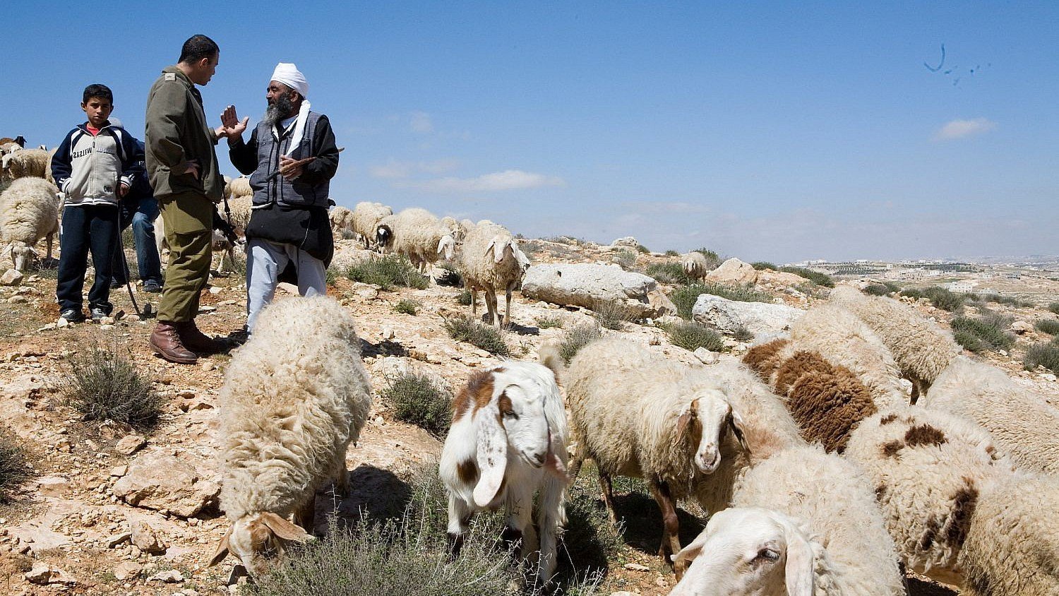 Kekerasan Israel Meningkat di Tepi Barat: Pemukim Yahudi Racuni Domba Palestina